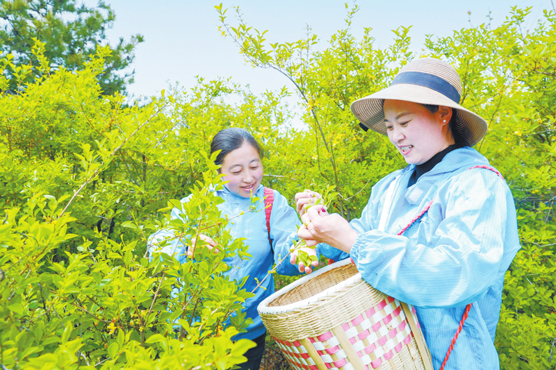 连翘含芳采摘忙.jpg